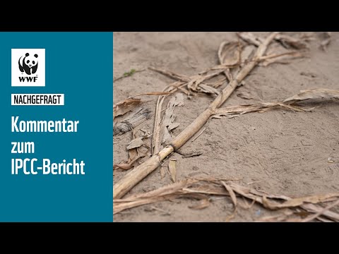 Kommentar zum IPCC-Bericht | #nachgefragt | WWF Deutschland