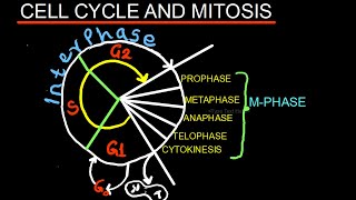 CELL CYCLE AND MITOSIS | BIOLOGY | MADE EASY