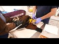 Bald eagle rescued july 26 2023 checked by rob at owl