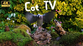 Cat TV for cats to watch | Pigeoner returns 4K