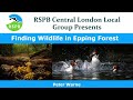 Finding wildlife in epping forest by peter warne