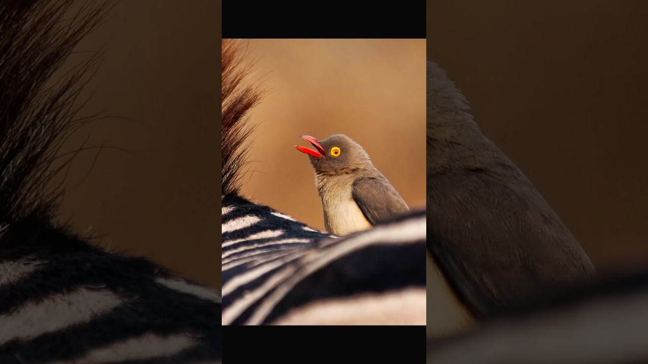 amazing fact about oxpecker 