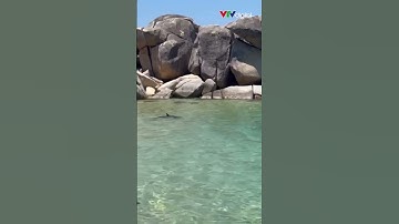 Người dân phấn khích khi thấy cá heo bơi sát bờ biển Bình Định | VTV24