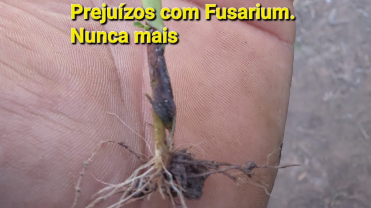TECNICA PARA COMBATER O FUSARIUM NO PIMENTÃO. RESULTADO OTIMO
