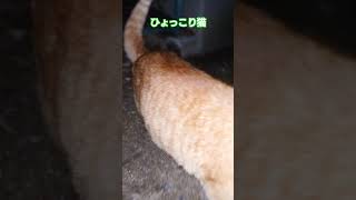 夜の高速通過 (ひょっこり茶トラ猫) Cat Trespassing (Kobe City, Japan)