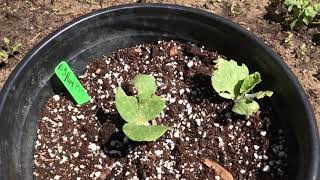 2019 Outdoor Cannabis / Marijuana Grow pt 8