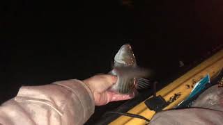 Nauti Fish, Kayak Fished York River Freezing Cold Waters for Red's & Striped Bass