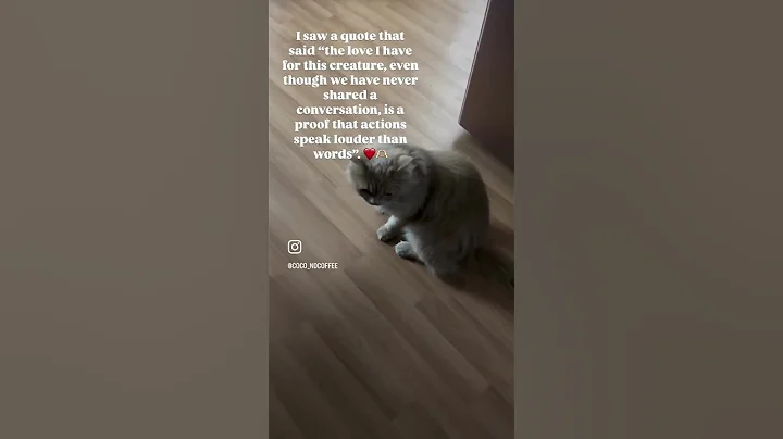 Watch the video about ❤️❤️ #catfunny #catlover #catvideos #funnycatvideos #cute #persiancat #funny #kitten #cats #catlover