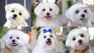 6 cutest puppy haircut  for maltese!!✂❤