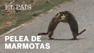 Dos Marmotas Se Pelean Por Cortejar A Una Hembra