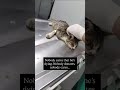 link in bio and make a donation toward her vet bills 🙏 😢. Thank you for your kindness. #viral