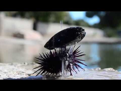 Video: Jsou fialoví mořští ježci jedovatí?