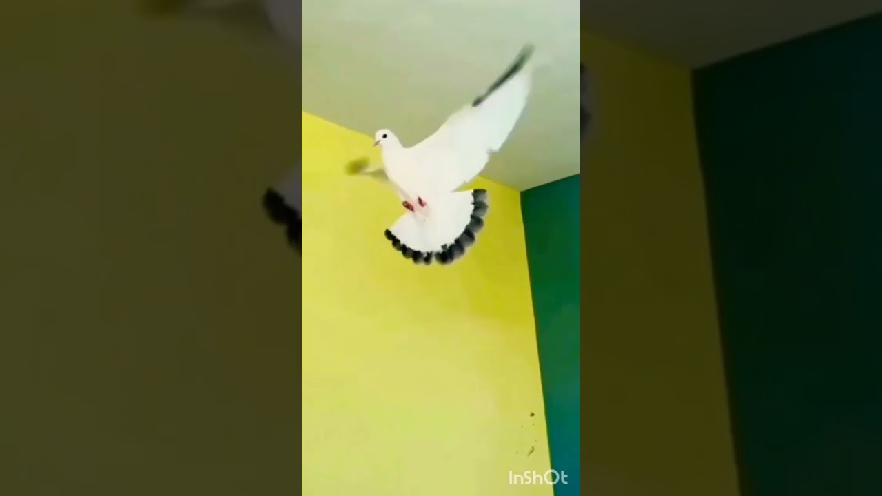pigeon color design kabotr ko rang Lagana