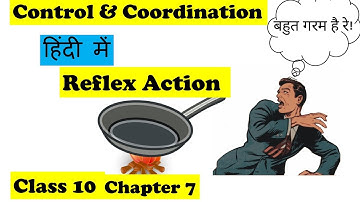 Reflex Arc Explained in Hindi | Reflex Action Control and Coordination Class 10 Chapter 7| Animation