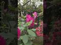 #viralvideo #trendingshorts #love #popular #shortvideo #shorts