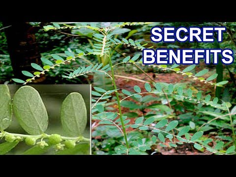 Herbal Plant  Secret Health Benefits of Phyllanthus Niruni