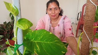 DIY:Money Plant🌱 Lagane Ka Aasan Tarika/Best Way To Grow Money Plant🌱🌱 at Home🏠 With Moss Stick