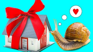 A DIY House For A Giant Snail || Make Your Pet Snail Happy