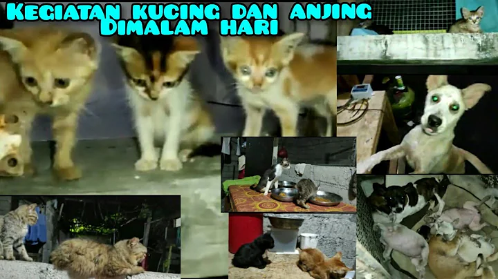 Kegiatan kucing dan anjing hasil recue dimalam hari.