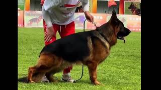 German Shepherd Dogs Performing in China 🇨🇳