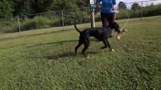 Reflector Pet of the Week: Palmer