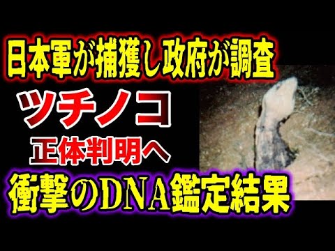 【ゆっくり解説】日本軍が捕獲し政府系企業が飼育したツチノコ がいた!DNA調査で正体判明へ!ツチノコ はやっぱり実在するのか【UMA実在説 ...