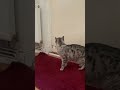 My cat asking me to let her out #cat