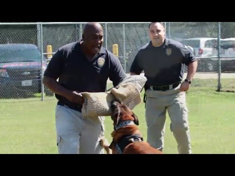 Videó: 2018 Globális Pet Expo 1. nap: Doug a Mopszal