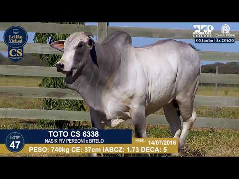 LOTE 47