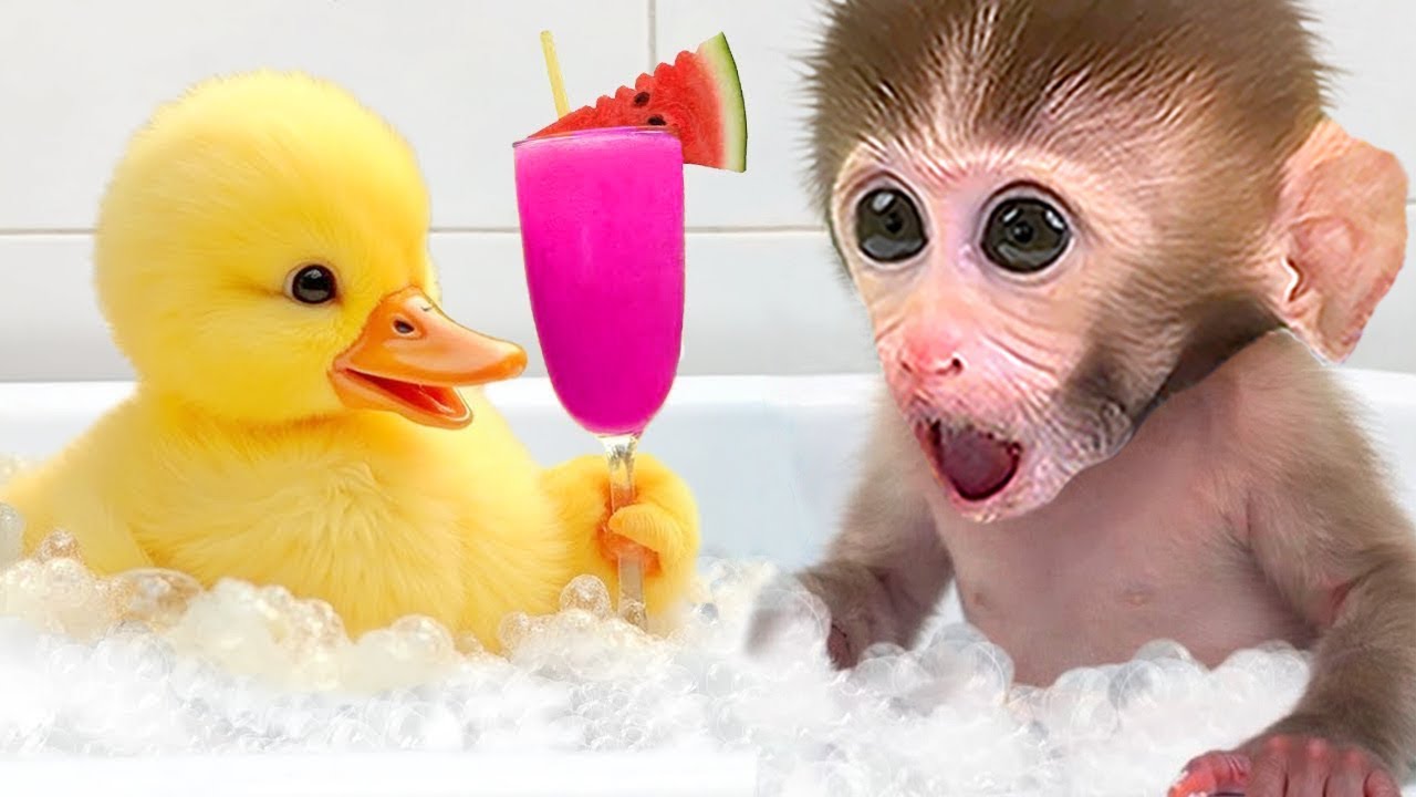 El mono DuDu y el lindo patito van a la escuela y cosechan sandías arcoíris.