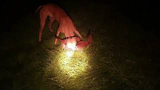 lamping foxes N.Ireland 2020/21 pt 1 4k by fox hunter 9,268 views 3 years ago 6 minutes, 8 seconds