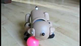 Sony Aibo... Koni the Pug by Aibo Addicts 5,951 views 15 years ago 1 minute, 37 seconds