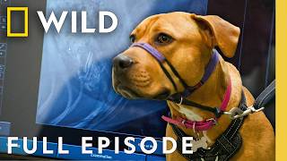 Vets in Australia (Full Episode) | Operation Pet Rescue | Nat Geo Animals