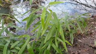 bambusárium: Phyllostachys, Indocalamus, Pseudosasa, Fargesia, Semiarundinaria - bambusy