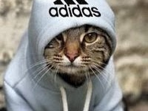 Кот в адидасе