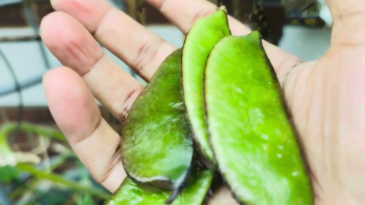 Final stage of garden vegetable harvesting ফসল তোলার কষ্ট ও আনন্দ দুটোই । 