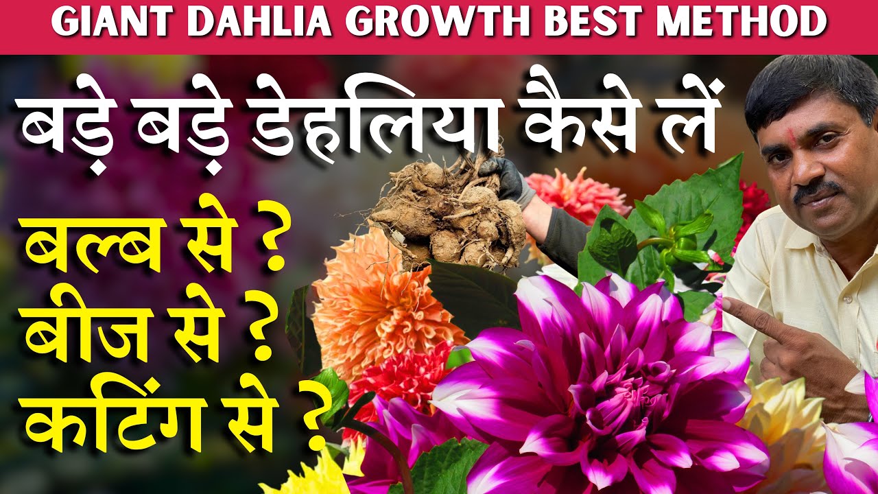 बड़े बड़े डेहलिया कैसे लें ? बल्ब से ? बीज से ? कटिंग से ? || जानिए A-Z जानकारी || Giant Dahlia Growth