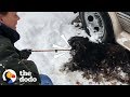 Severely Matted Dog Gets Rescued from a Blizzard | The Dodo