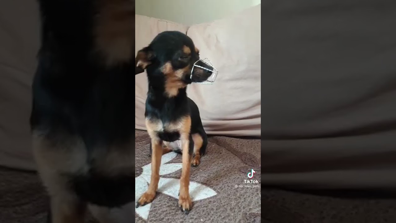 видео из тик-тока собака 10:0 👍📝👉🐺 