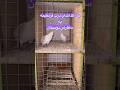 آزادی عجیب ترین کبوتر رنگه غریب گیری ایران کبوتر بلندپرواز شورت مردم مظلوم ایران Pigeon 