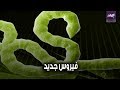 صدي البلد فيروس يارا الجديد يحير العلماء
