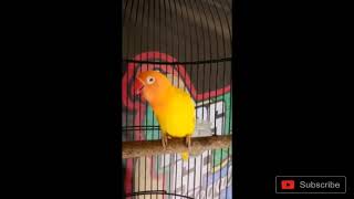 Lovebird lutino mm ngekek