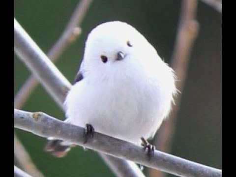 激カワ 世界一可愛い鳥の種類ベスト50選一覧 パート２ Youtube