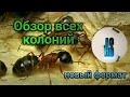 Обзор моих муравьиных колоний. ЧТО ПРОИЗОШЛО с фермами за год. Проект с AntSipo.