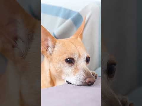 4 REMÉDIOS para CARRAPATOS em CÃES 🕷️🐶