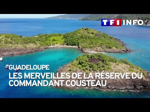 Guadeloupe : les merveilles de la réserve du commandant Cousteau