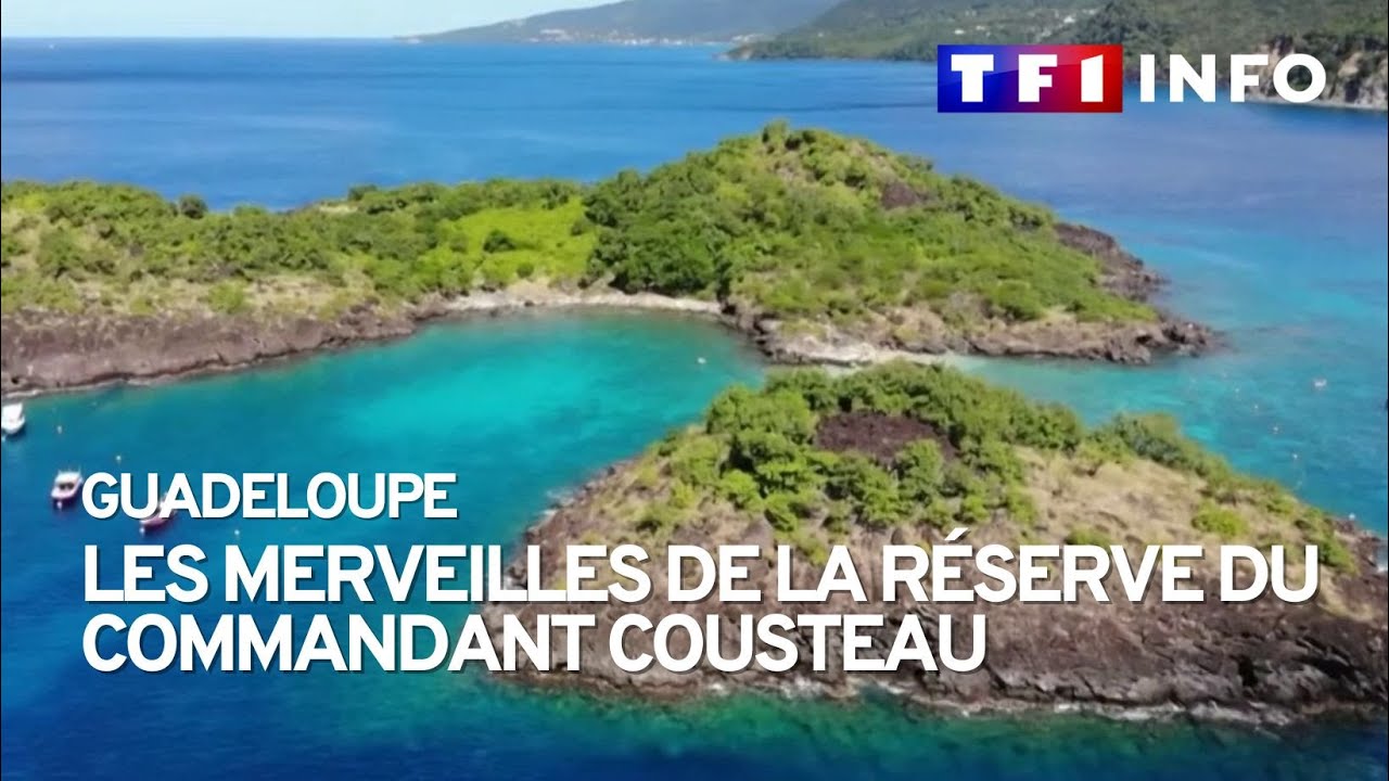 Guadeloupe : les merveilles de la réserve du commandant Cousteau