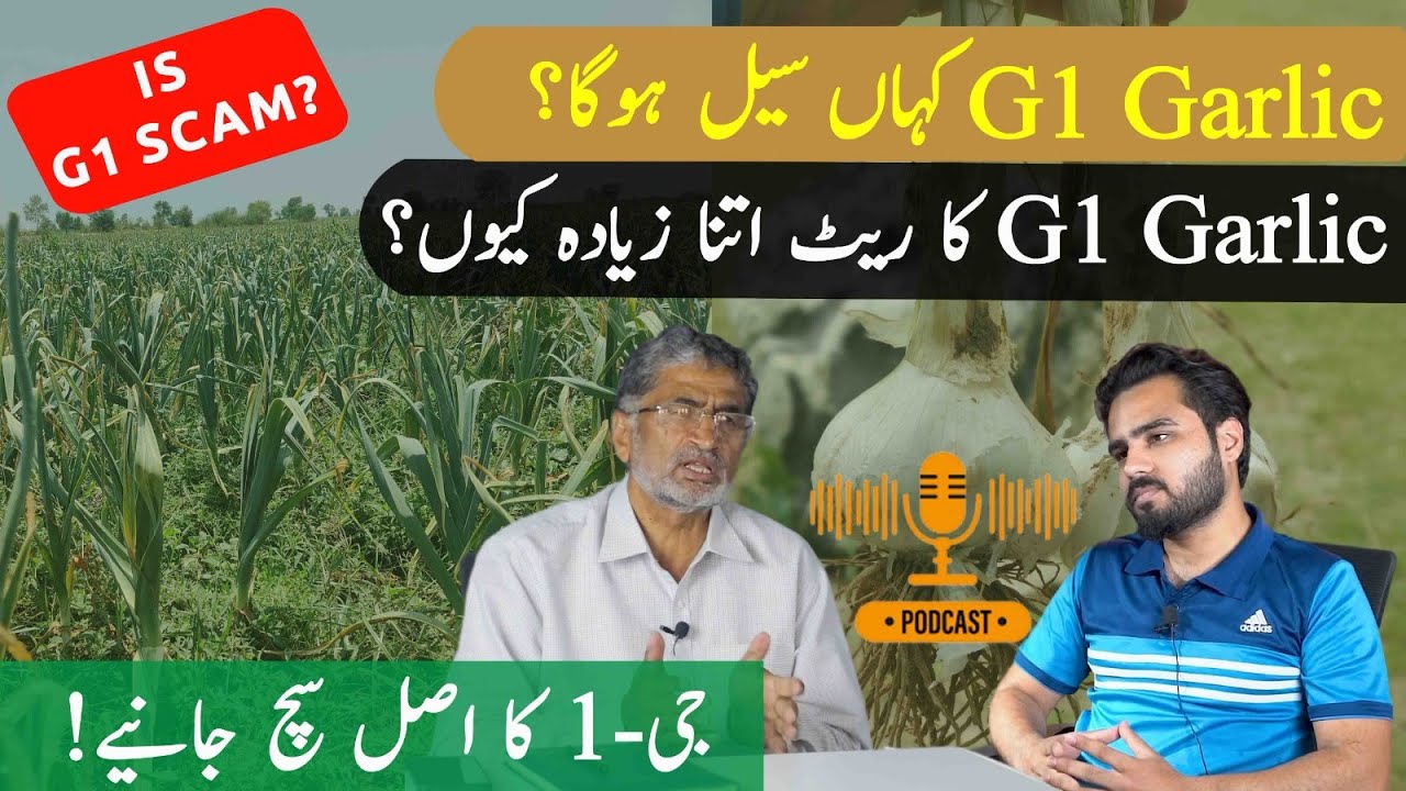 Honest Podcast on NARC G1 Garlic | AgriCast by Kissan Madadgar Ep 1 - G1 Garlic Facts-Expert Opinion