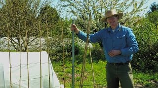 Garden Trellis Tips for Tomatoes and Other Crops