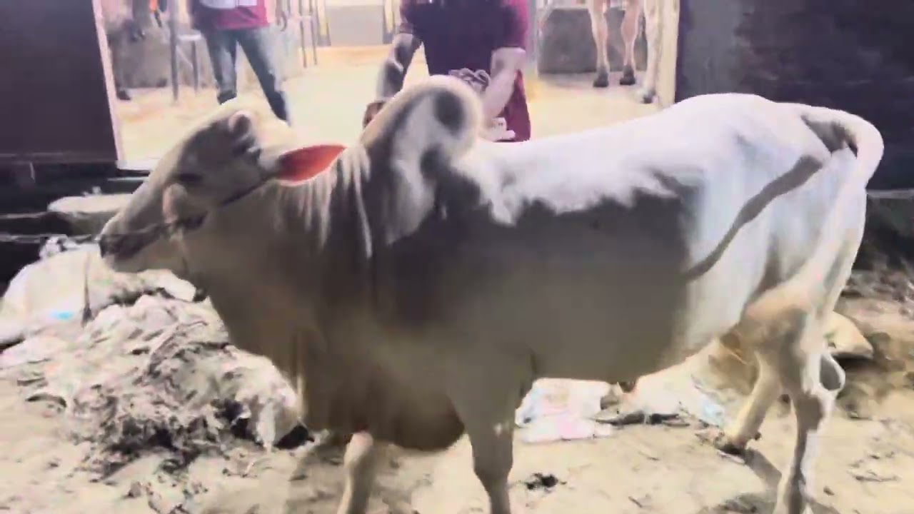 Goru kine Bari fera # qurbani 2025